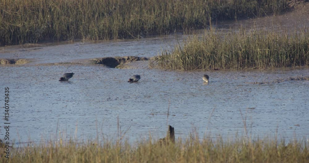 Eurasian teal duck on the exposed mud flats at Alresford creek. At low tide, next to the river clone Eurasian teal duck on the exposed mud flats at Alresford creek. At low tide, next to the river clone