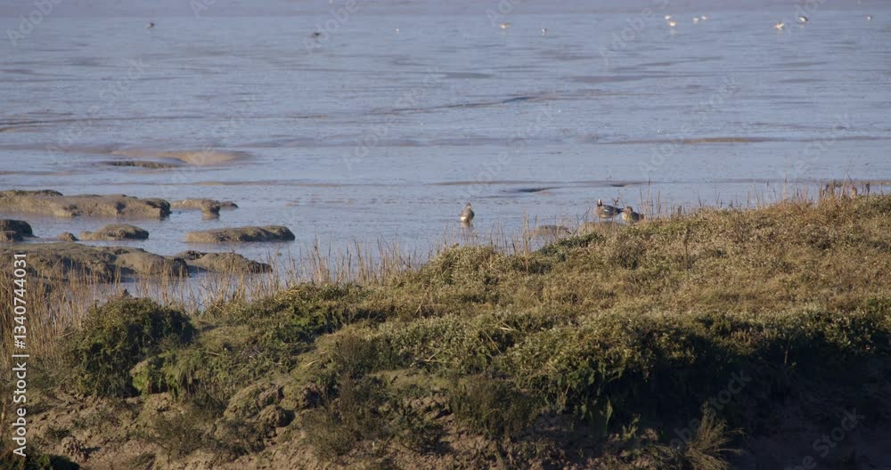 Mid shot of mud flats with Eurasian teal duck in background on the river clone at low tide. Mid shot of mud flats with Eurasian teal duck in background on the river clone at low tide.