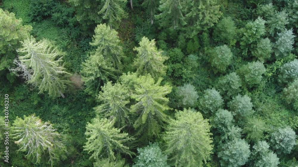 Dense green forest with towering trees. Aerial top-down view Dense green forest with towering trees. Aerial top-down view