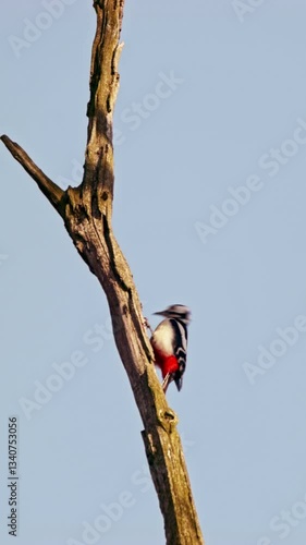 Wallpaper Mural A large woodpecker caught extracting bugs from tree bark. Slow-motion footage on a clear day, filmed from a hidden position with a telephoto lens. Torontodigital.ca