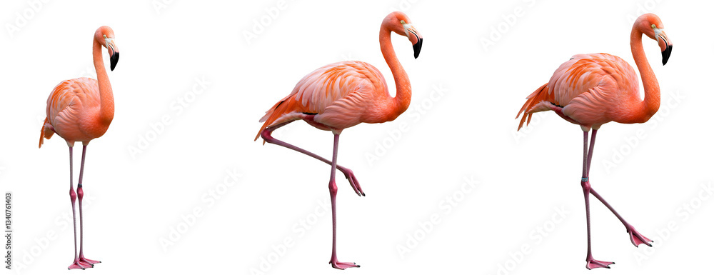Obraz premium Three flamingoes standing in different poses on a solid transparent background