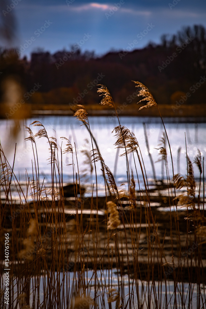 Golden reeds next to the lake