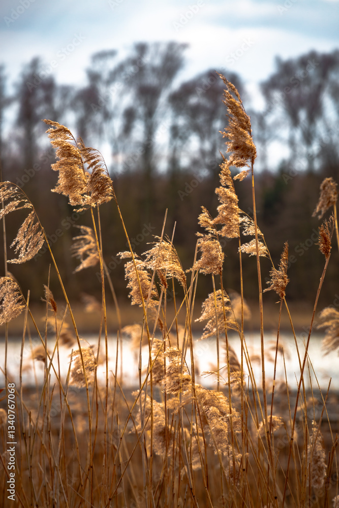 Golden reeds