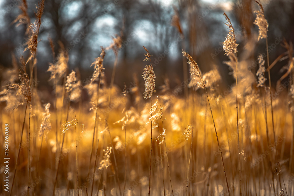 Flowers of golden reeds