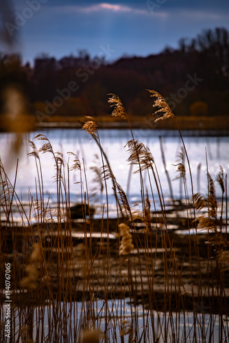 Obraz na płótnie Golden reeds next to the lake w salonie
