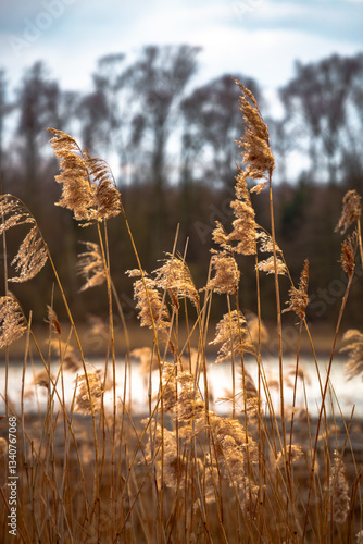 Obraz na płótnie Golden reeds w salonie