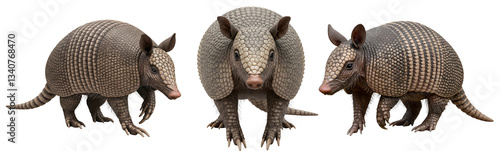 Wallpaper Mural Three armadillos standing in a row against a plain white surface transparent background Torontodigital.ca