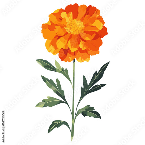 Marigold illustration marigold vibrant vector