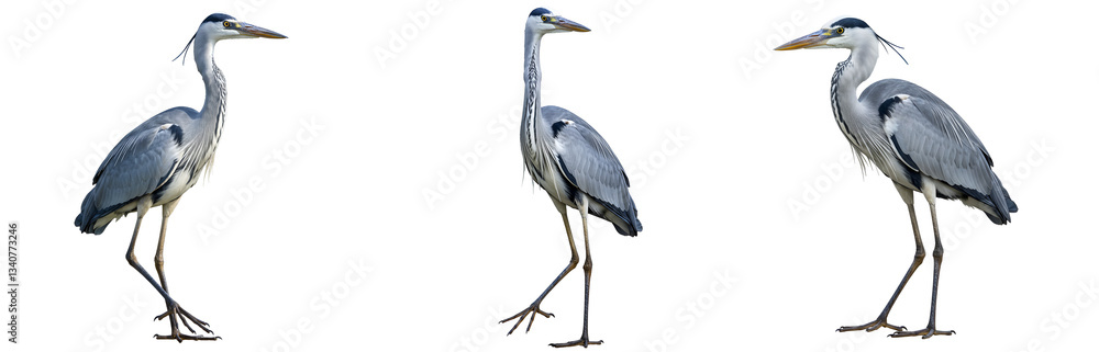 Obraz premium Three herons standing gracefully against a white, solid backdrop transparent background