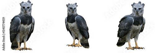 Three harpy eagles standing against a solid colored simple backdrop transparent background