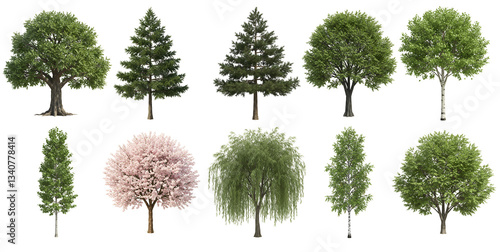 Ten diverse trees showcase foliage and bark against a plain setting transparent background