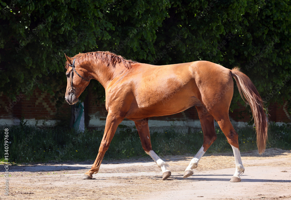 Beautiful bay horse running on the stud farm