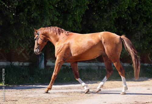 Obraz na płótnie Beautiful bay horse running on the stud farm w salonie