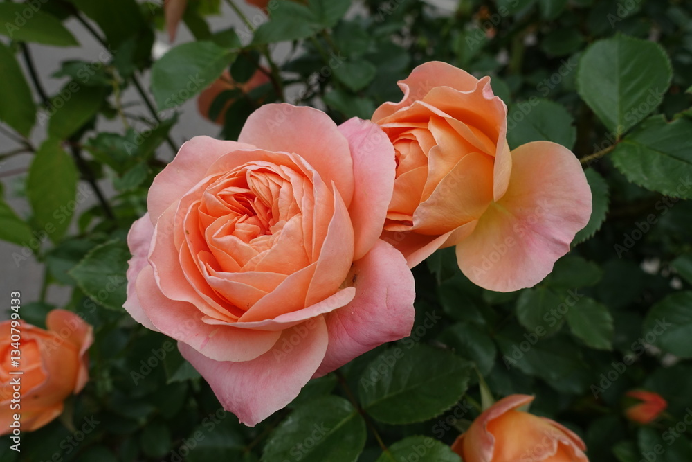 Closeup of salmon pink flowers of roses in mid May