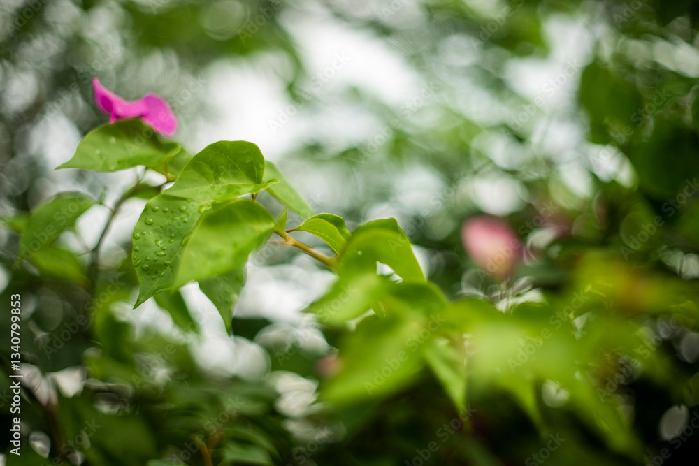 Fototapeta premium Bougainvillea: A Vibrant Tapestry of Color Bougainvillea, a genus of flowering plants, is renowned for its vibrant, colorful bracts that often steal the show. These stunning plants, native to South Am