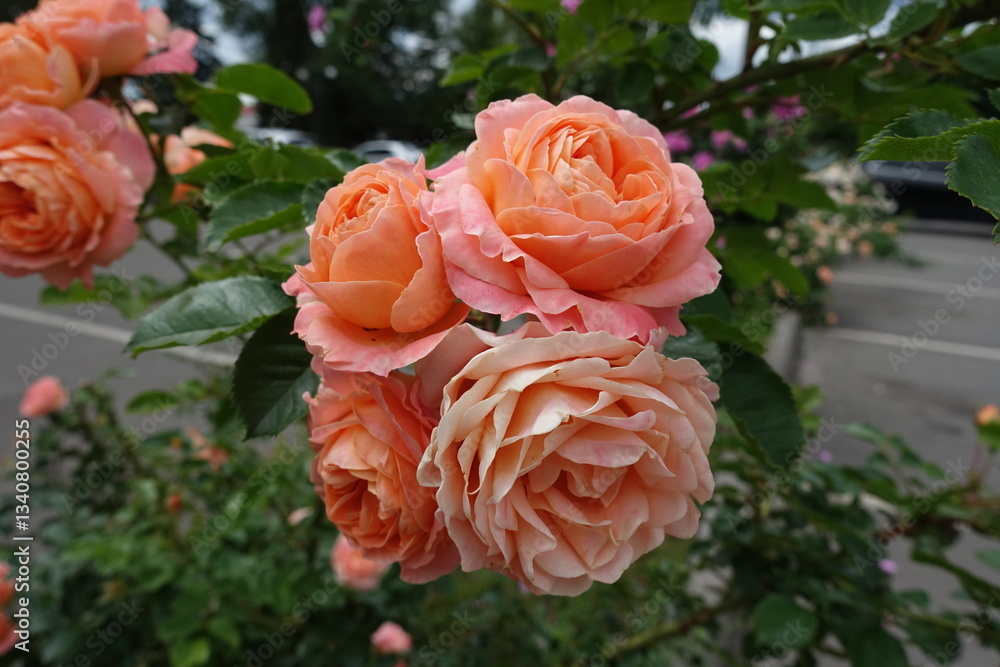 Group of salmon pink flowers of roses in June