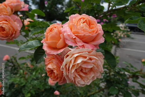 Obraz na płótnie Group of salmon pink flowers of roses in June w salonie