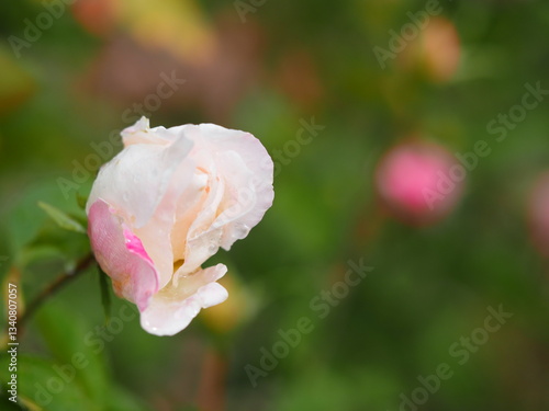 Wallpaper Mural バラ　プリンセステンコー　つぼみ Torontodigital.ca