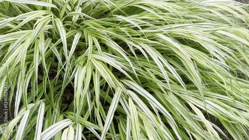 A detailed close-up of vibrant green leaves, showcasing their intricate textures and natural patterns