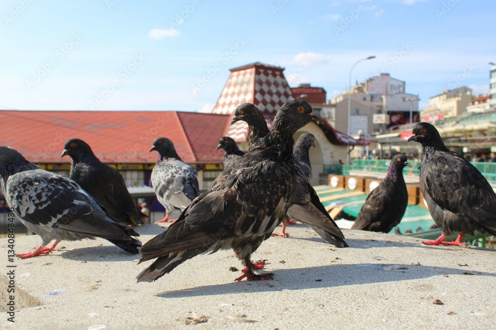 Obraz premium pigeons with frosted feathers stand on concrete on a sunny day
