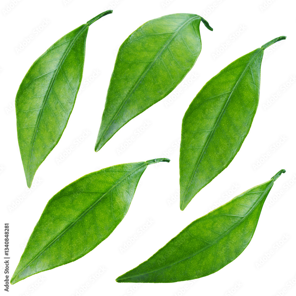 Obraz premium Citrus leaf isolated png. Orange leaves top view. Citrus leaf collection on transparent background. Leaves no background. Full depth of field. 