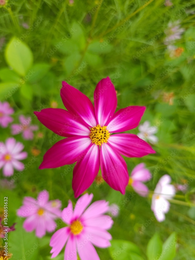 Obraz premium Close up of cosmos flowers blooming in the garden, creating a vibrant and dreamy scene.