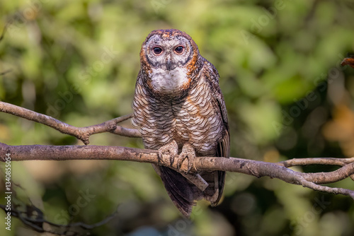 Mottled wood owl