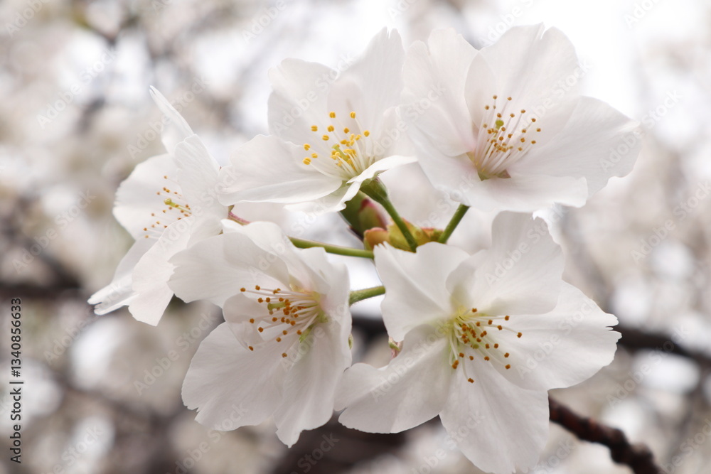 サクラの花 サクラの花