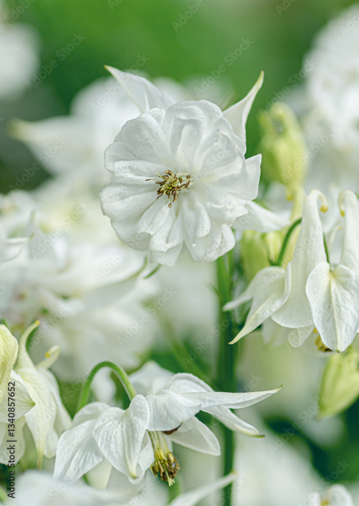 Fototapeta premium Delicate White Aquilegia Flowers in Bloom on a Sunny Day.