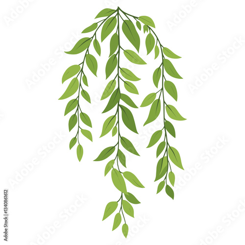 Green hanging willow leaves leaf illustration botanical vector