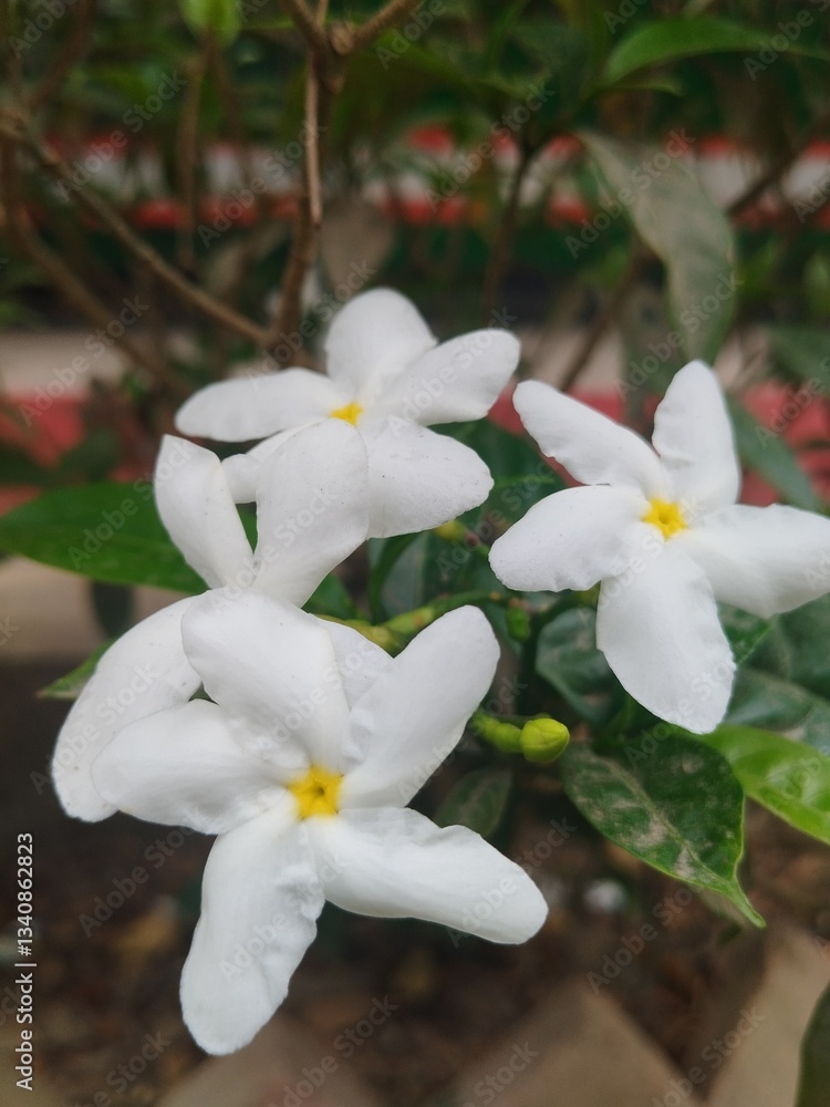 Obraz premium white flowers in the garden