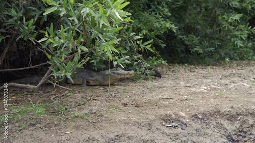 Wallpaper Mural Crocodile reptiles Yacuma river shore Bolivia wildlife wild animals fauna jungle Torontodigital.ca