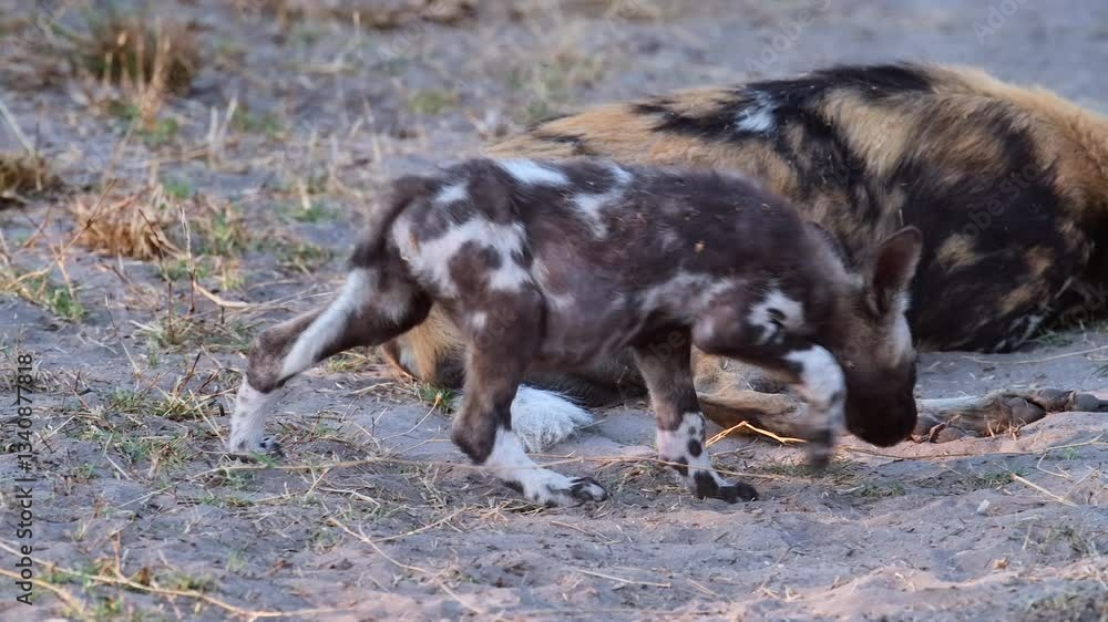 A wild dog pup cautiously approaches the alpha male, who snaps and snarls, showing its teeth and sending the pup running. This intense moment highlights pack hierarchy in the wild. A wild dog pup cautiously approaches the alpha male, who snaps and snarls, showing its teeth and sending the pup running. This intense moment highlights pack hierarchy in the wild.
