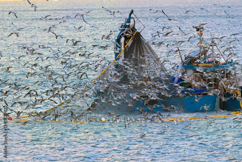 Gulls flocking around a fishing boat whilst it's pulling in it's net, Mounts Bay, Cornwall, UK.
