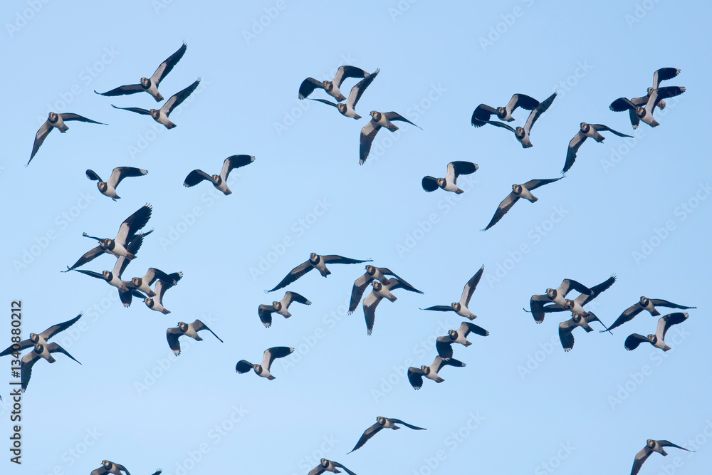 Northern Lapwing (Vanellus vanellus) flock in flight, Hayle estuary, Cornwall, UK. Northern Lapwing (Vanellus vanellus) flock in flight, Hayle estuary, Cornwall, UK.