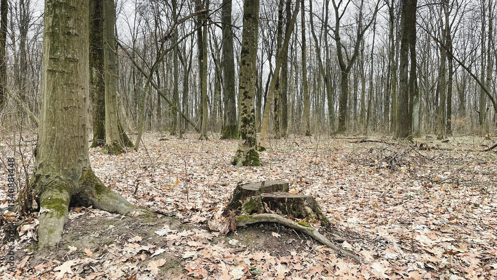 Many tree branches on the ground in the forest on fallen leaves after sanitary felling of trees, chips. Early spring. Many tree branches on the ground in the forest on fallen leaves after sanitary felling of trees, chips. Early spring.
