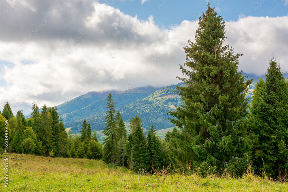 forest in mountain landscape with cloudy sky. beautiful nature travel background. scenic view of alpine countryside. coniferous trees on the hill in early autumn