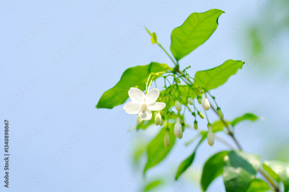 Obraz premium Water jasmine or Wrightia religiosa Benth or apocynaceae, Echites religiosus or Wrightia religiosa