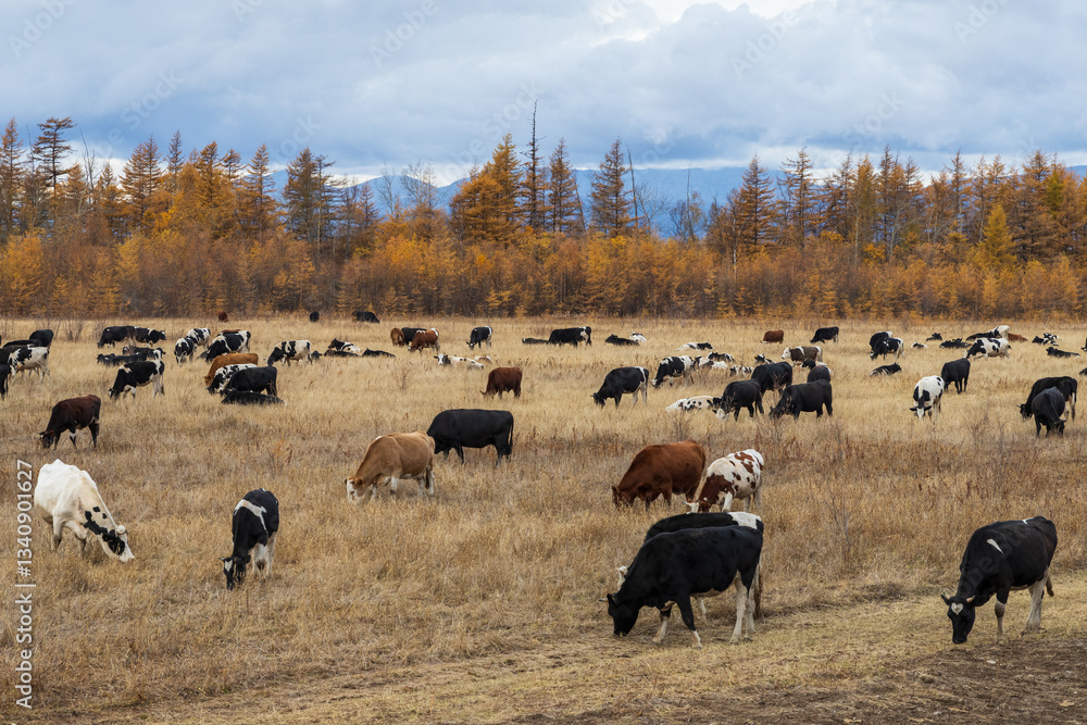 View of a grazing herd of cows. Autumn landscape. Cattle graze in the meadow. Traditional agriculture and livestock. Animal husbandry in Siberia and the Russian Far East. Magadan Region, Russia.