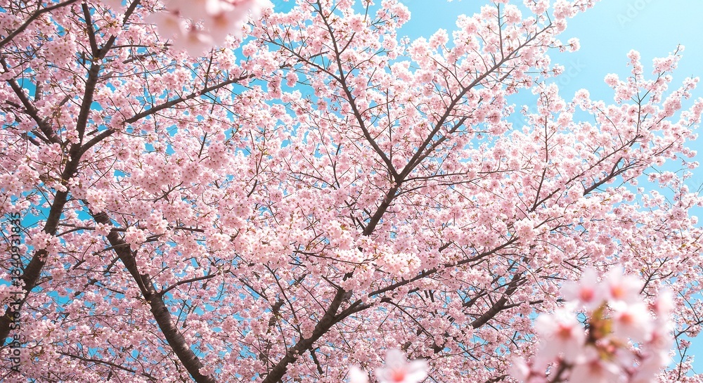 Sakura Cherry Blossom Trees in Full Bloom Against a Clear Blue Sky
Sakura Cherry Blossom Trees in Full Bloom Against a Clear Blue Sky
