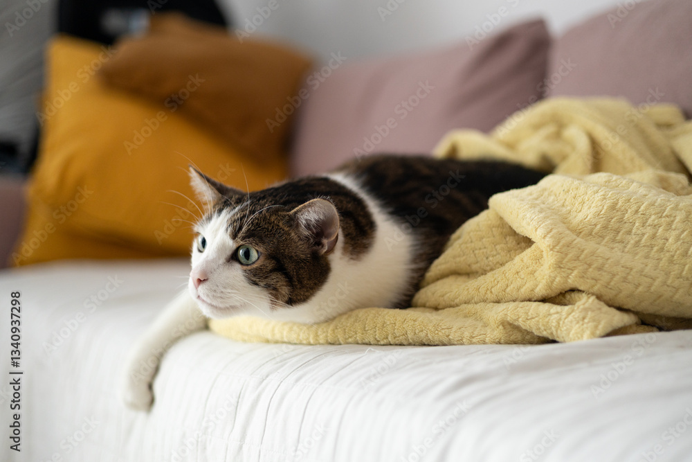 Beautiful short hair cat sleeping on the sofa at home. Selective focus.