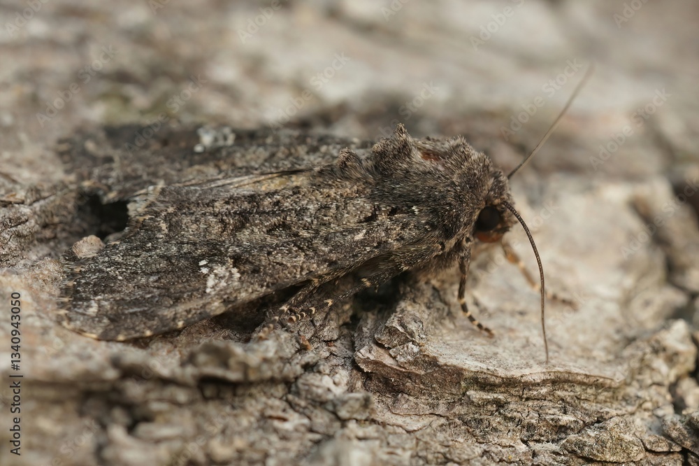 Obraz premium Closeup on the common rustic moth, Mesapamea secalis sitting on a piece of wood
