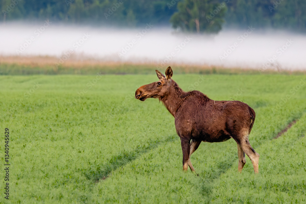 moose in the field