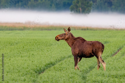 Obraz na płótnie moose in the field w salonie