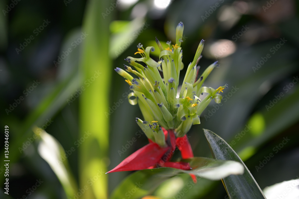 Obraz premium ビルベルギア・アモエナ