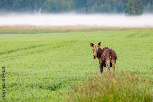moose in the meadow