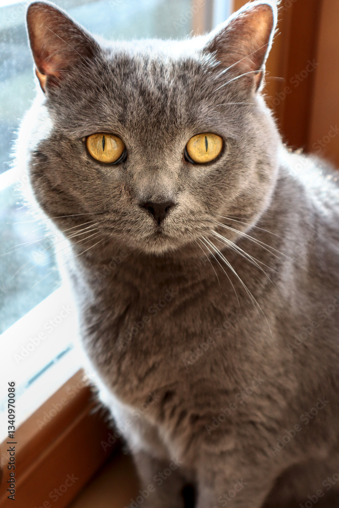 Obraz premium A grey Scottish Straight cat, sitting on the windowsill. Looking at the camera with amber eyes.