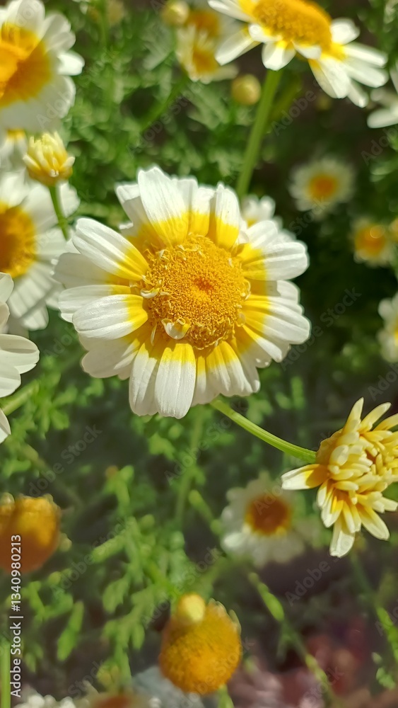Fototapeta premium Chrysanthemum coronarium
