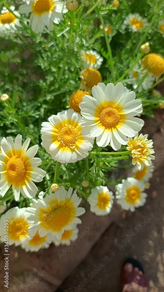 Obraz premium Chrysanthemum coronarium