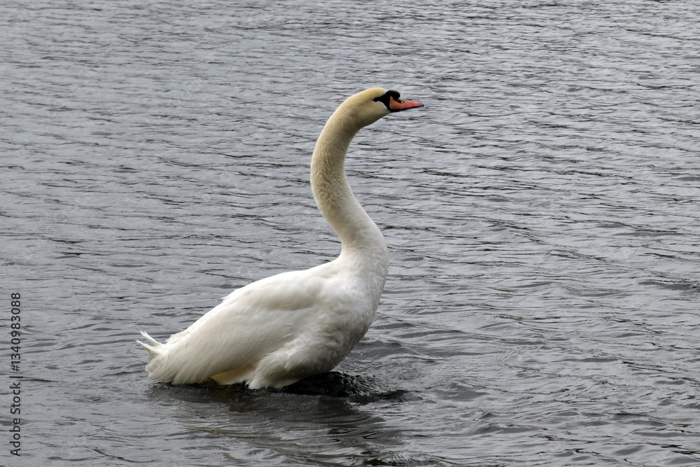 Fototapeta premium schwanensee